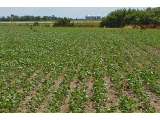 Property photo 115 - LAND AUCTION - 215+/- ACRES OFFERED IN 6 TRACTS IN VAN WERT COUNTY, OHIO